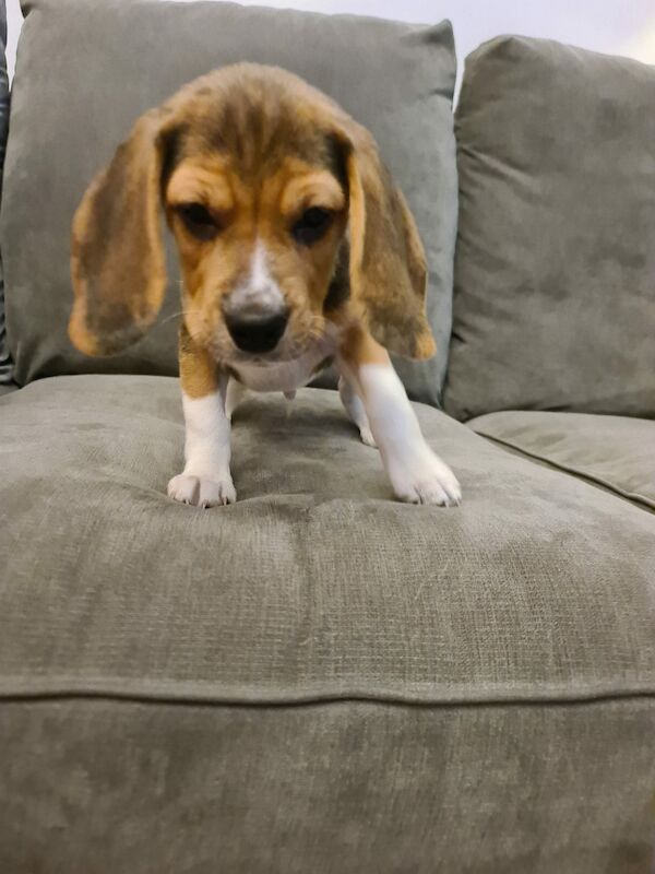 Beagle puppies for sale in Hornchurch, Havering, Greater London - Image 3