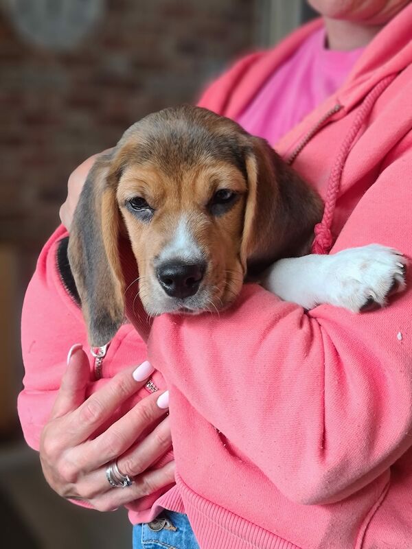 Beagle puppies for sale in Hornchurch, Havering, Greater London - Image 1