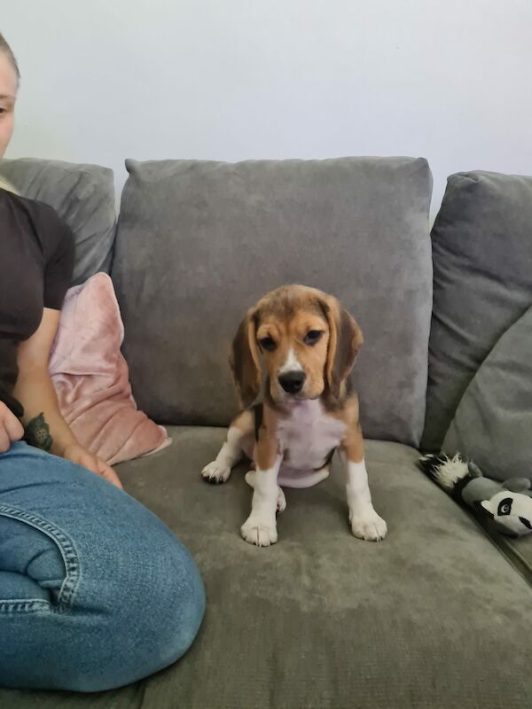 Beagle puppies for sale in Hornchurch, Havering, Greater London - Image 4