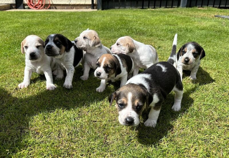 Beagle Puppies! for sale in Cumbria 