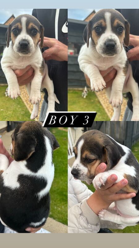 Beagle Puppies for sale in Cumbria 