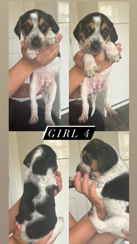 Beagle Puppies for sale