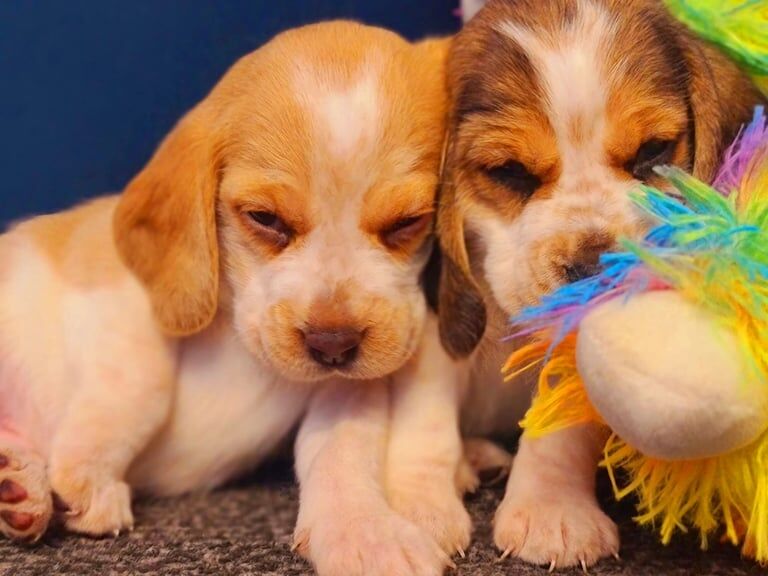 Beagle puppies for sale in Blackburn, Lancashire - Image 1