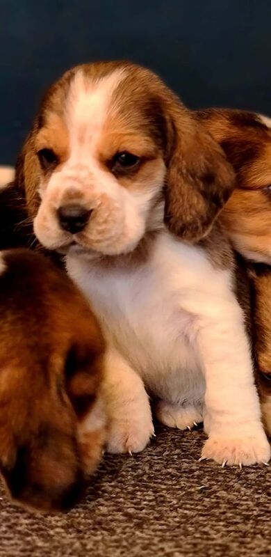 Beagle puppies for sale in Blackburn, Lancashire - Image 2