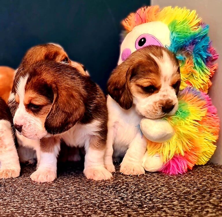 Beagle puppies for sale in Blackburn, Lancashire - Image 3