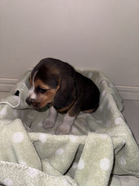 Beagle puppies for sale in Warrington, Cheshire