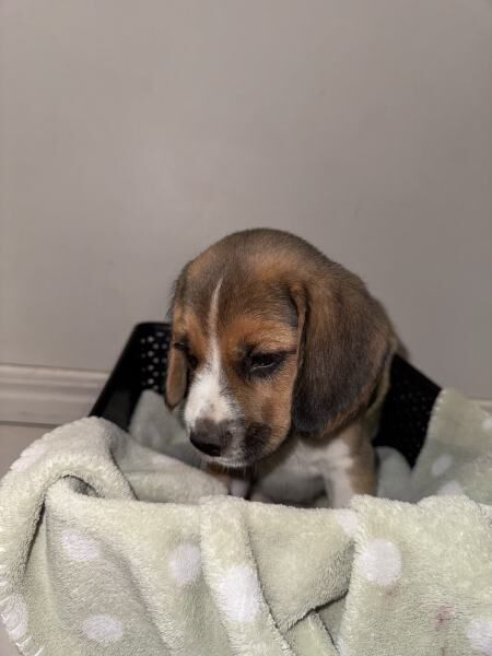 Beagle puppies for sale in Warrington, Cheshire - Image 2