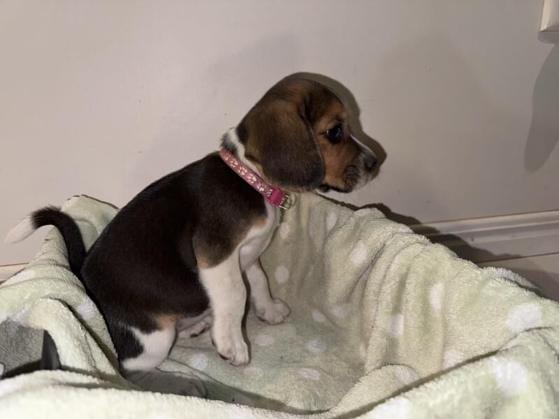 Beagle puppies for sale in Warrington, Cheshire - Image 3