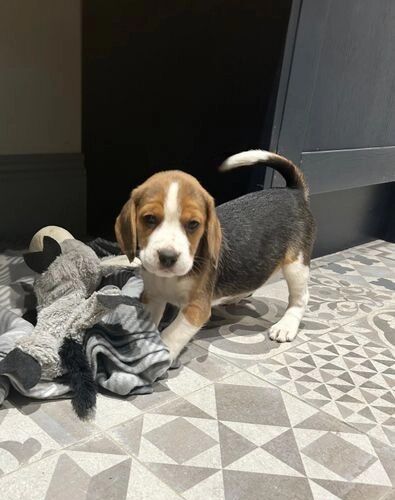 Beagle puppies for sale in Cardiff / Caerdydd, South Glamorgan