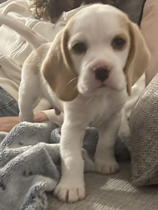 Beagle puppies for sale in Milton Keynes, Buckinghamshire