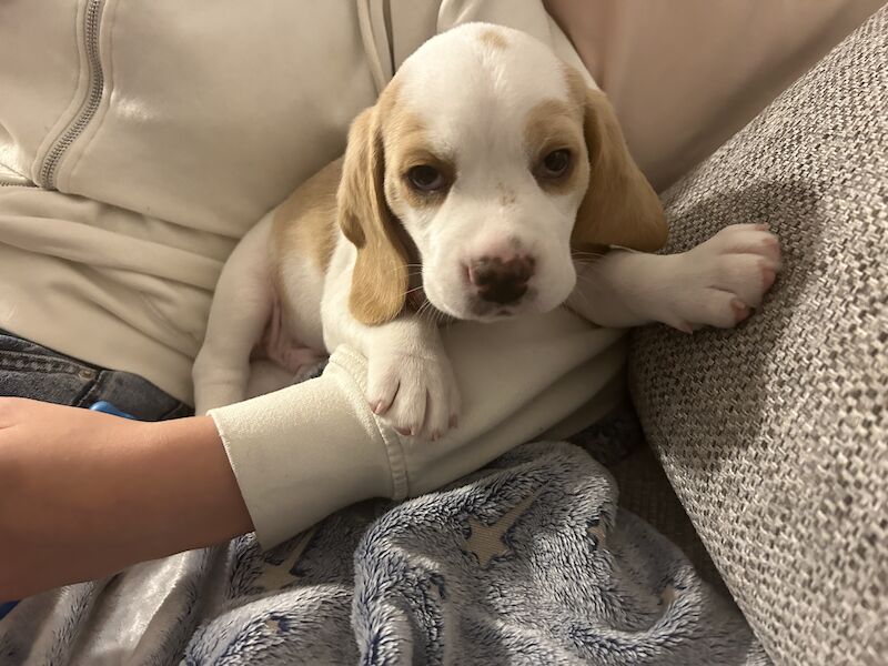 Beagle puppies for sale in Milton Keynes, Buckinghamshire - Image 2