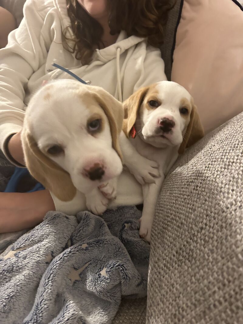 Beagle puppies for sale in Milton Keynes, Buckinghamshire - Image 3