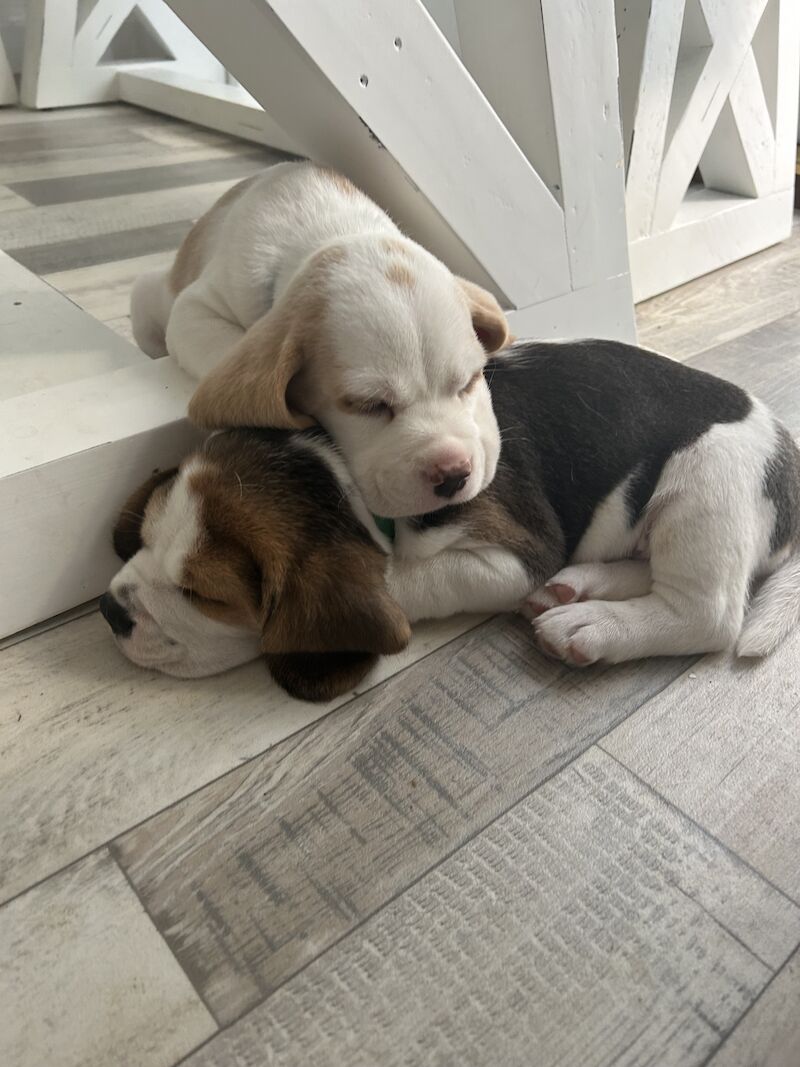 Beagle puppies for sale in Milton Keynes, Buckinghamshire - Image 4