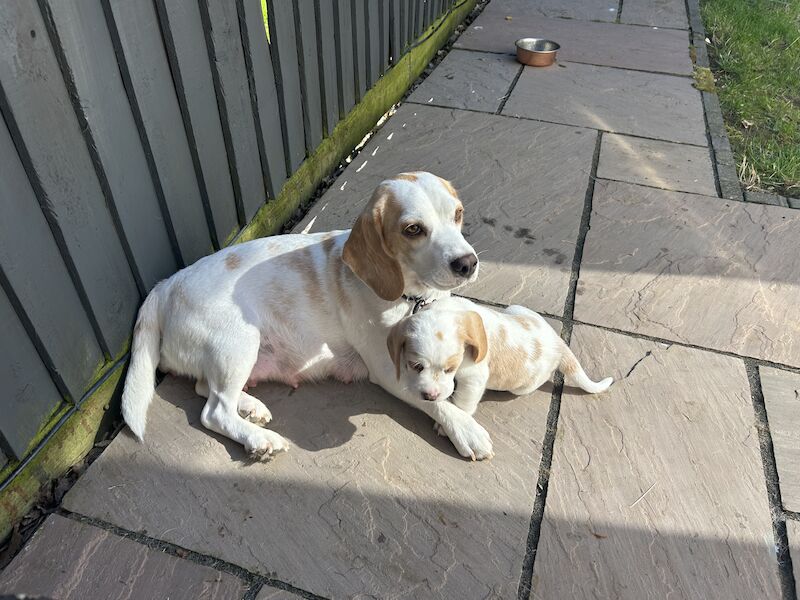 Beagle puppies for sale in Milton Keynes, Buckinghamshire - Image 5