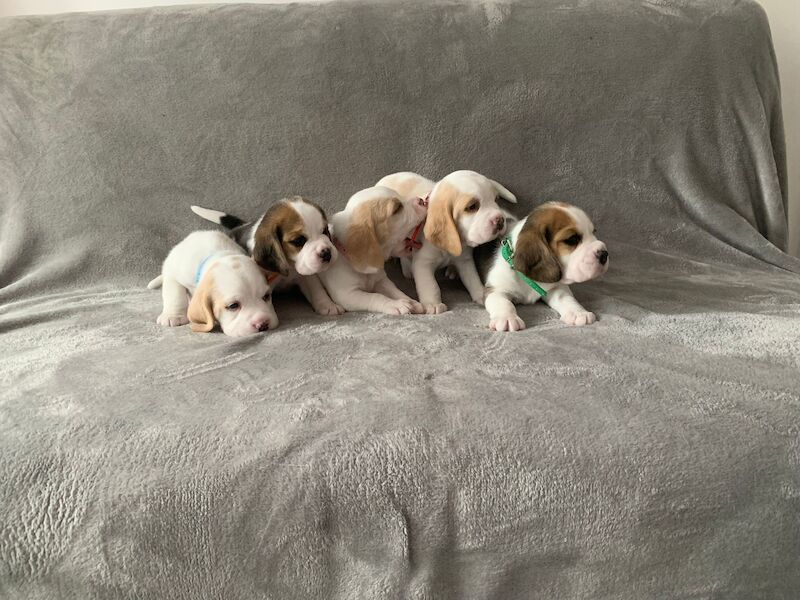 Beagle puppies for sale in Milton Keynes, Buckinghamshire - Image 6