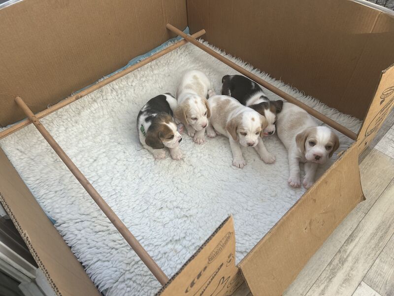 Beagle puppies for sale in Milton Keynes, Buckinghamshire - Image 7