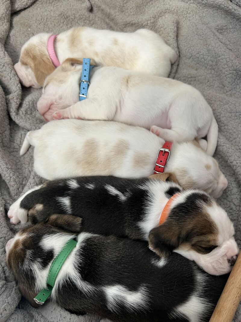 Beagle puppies for sale in Milton Keynes, Buckinghamshire - Image 8