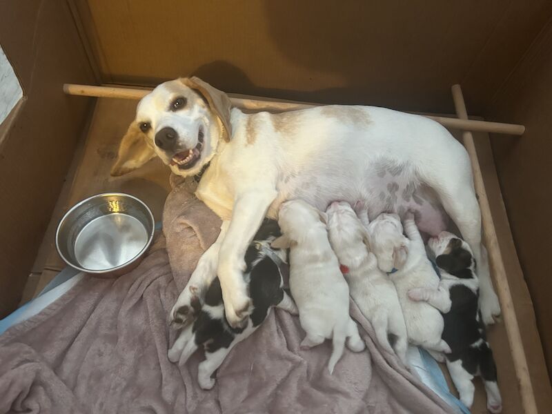 Beagle puppies for sale in Milton Keynes, Buckinghamshire - Image 9