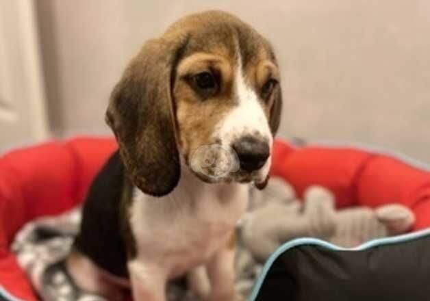 Beagle puppies for sale in Luton, Bedfordshire