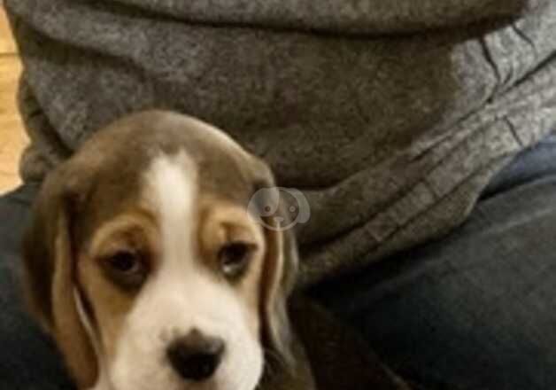 Beagle puppies for sale in Luton, Bedfordshire - Image 2