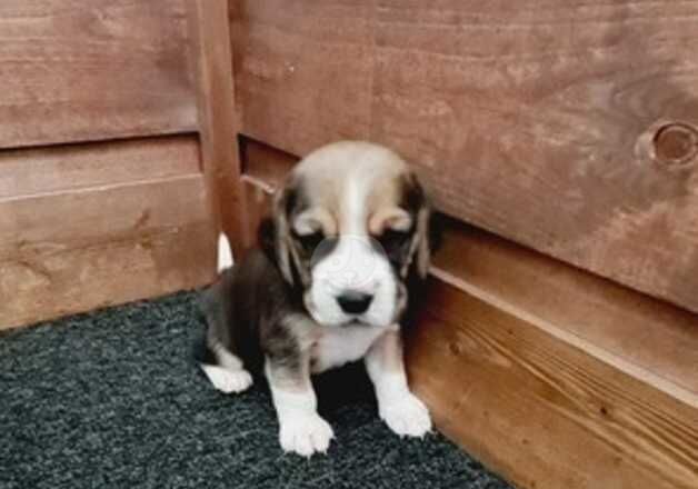 Beagle puppies for sale in Luton, Bedfordshire - Image 3