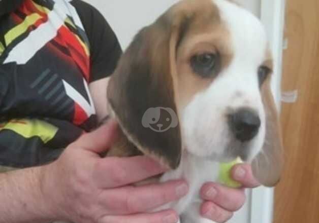 Beagle puppies for sale in Luton, Bedfordshire - Image 4