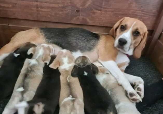 Beagle puppies for sale in Luton, Bedfordshire - Image 5