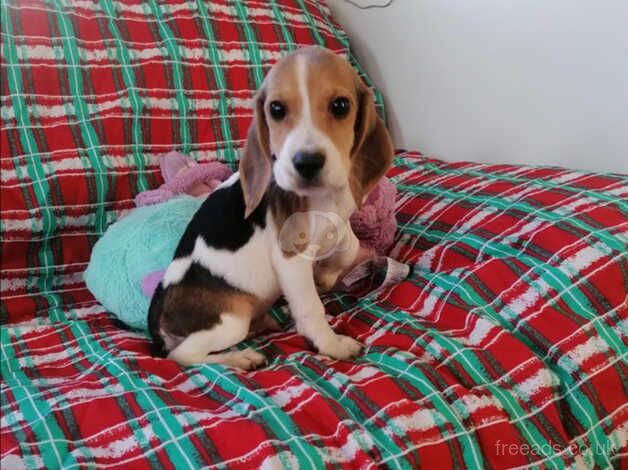Beagle puppies for sale in Wakefield, West Yorkshire