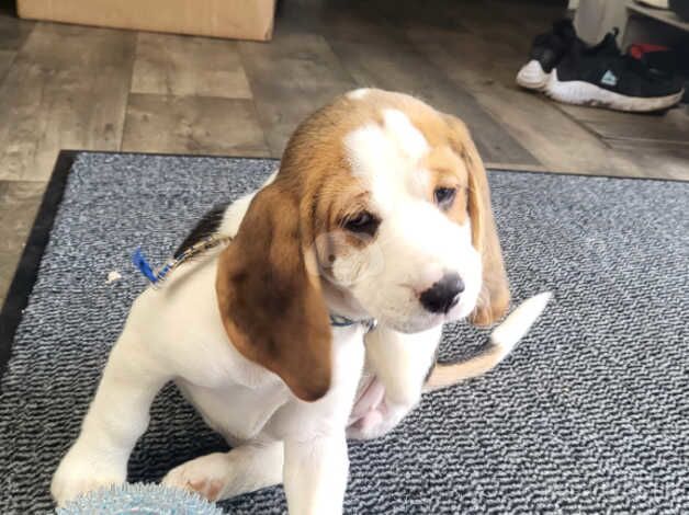 BEAGLE PUPPY for sale in Chesterfield, Derbyshire