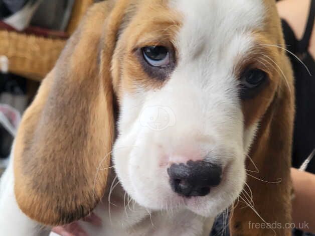 BEAGLE PUPPY for sale in Chesterfield, Derbyshire - Image 2