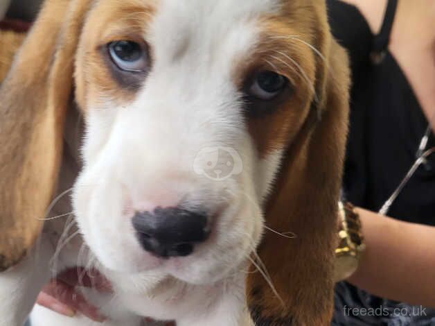 BEAGLE PUPPY for sale in Chesterfield, Derbyshire - Image 3