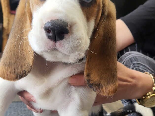 BEAGLE PUPPY for sale in Chesterfield, Derbyshire - Image 4