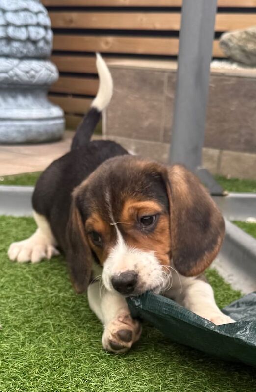 Beagle pups for sale in Portadown, County Armagh - Image 1