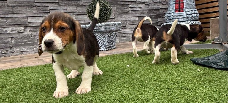 Beagle pups for sale in Portadown, County Armagh - Image 2