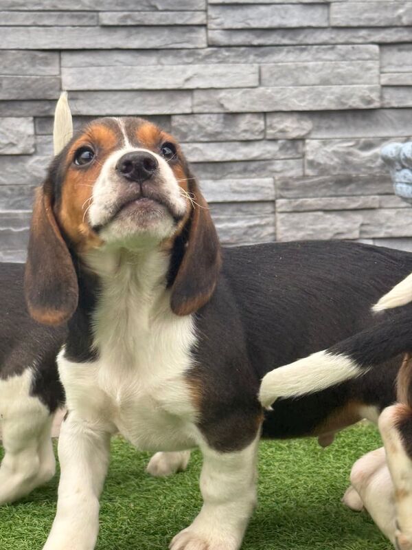 Beagle pups for sale in Portadown, County Armagh - Image 3