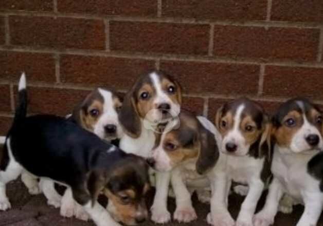 Beagle Pups (Full Bred) for sale in Craigavon, Craigavon