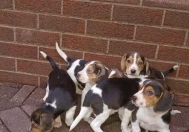 Beagles for sale in Craigavon, Craigavon