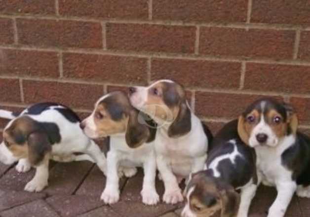 Beagle Puppies for sale in Craigavon