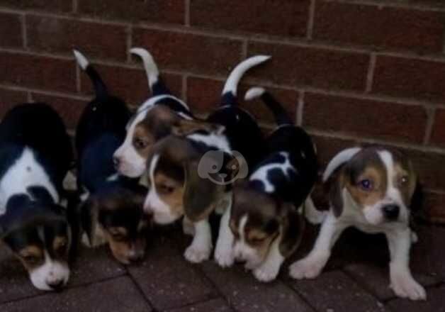 Beagle Puppies for sale