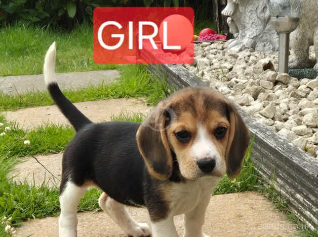 Alberta deals beagle breeders