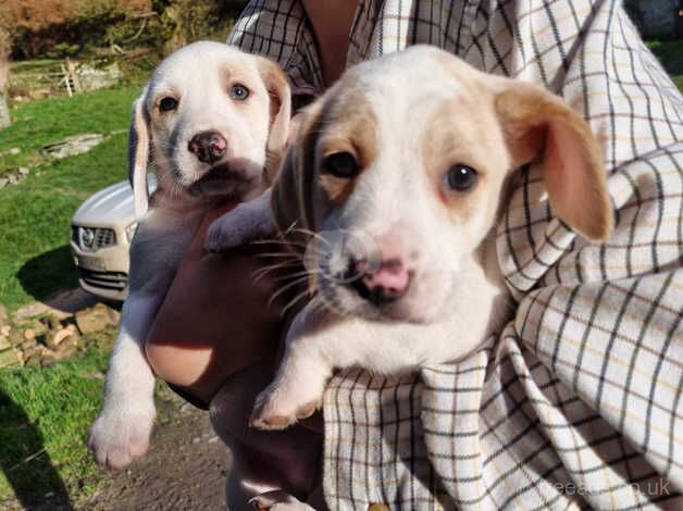 Beagle pups for sale in Hereford, Herefordshire