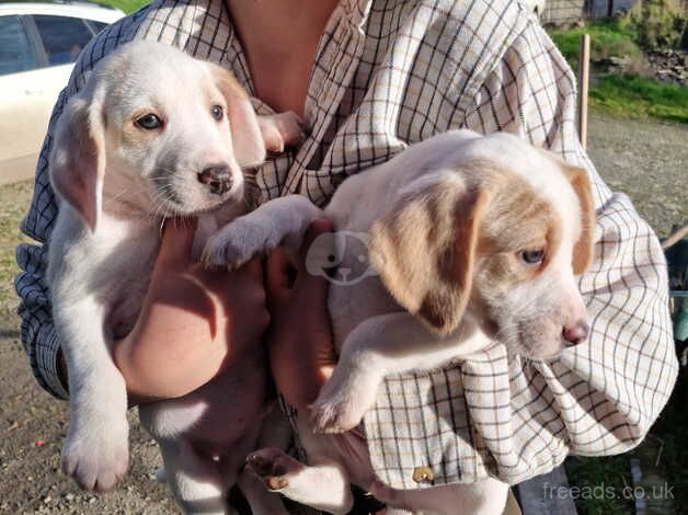 Beagle pups for sale in Hereford, Herefordshire - Image 2