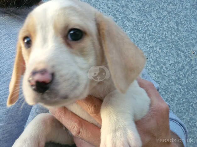 Beagle pups for sale in Hereford, Herefordshire - Image 3