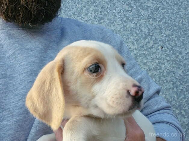 Beagle pups for sale in Hereford, Herefordshire - Image 4