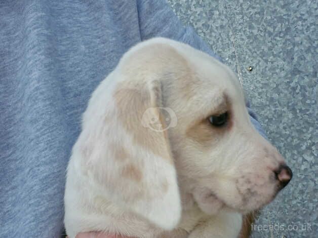 Beagle pups for sale in Hereford, Herefordshire - Image 5