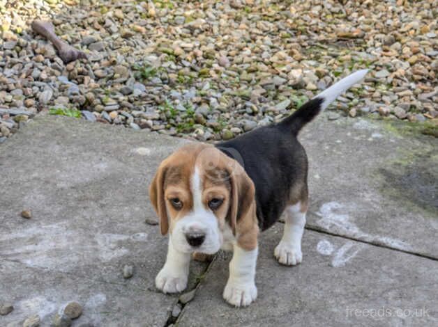 Beagle pups looking for new homes for sale in Llanelli, Carmarthenshire