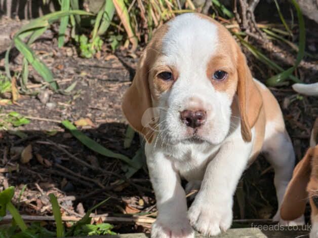 Beagle pups looking for new homes for sale in Llanelli, Carmarthenshire - Image 2