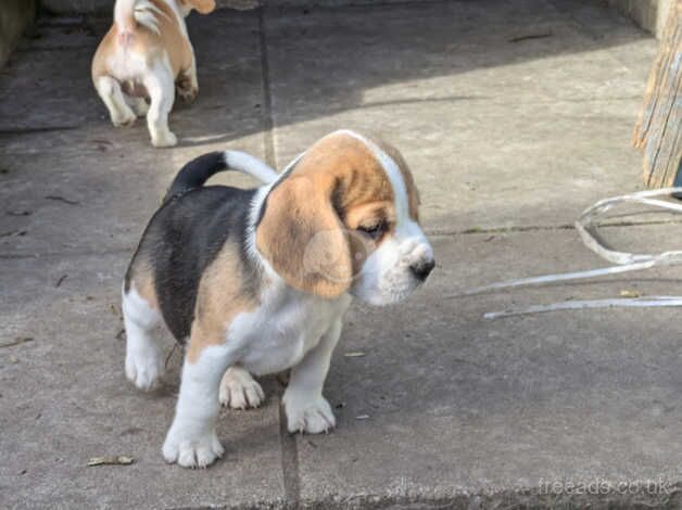 Beagle pups looking for new homes for sale in Llanelli, Carmarthenshire - Image 3