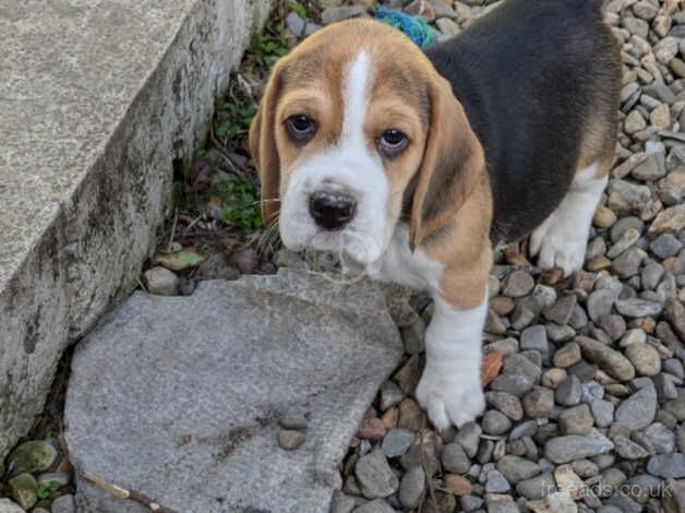 Beagle pups looking for new homes for sale in Llanelli, Carmarthenshire - Image 4