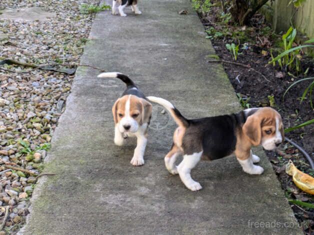 Beagle pups looking for new homes for sale in Llanelli, Carmarthenshire - Image 5